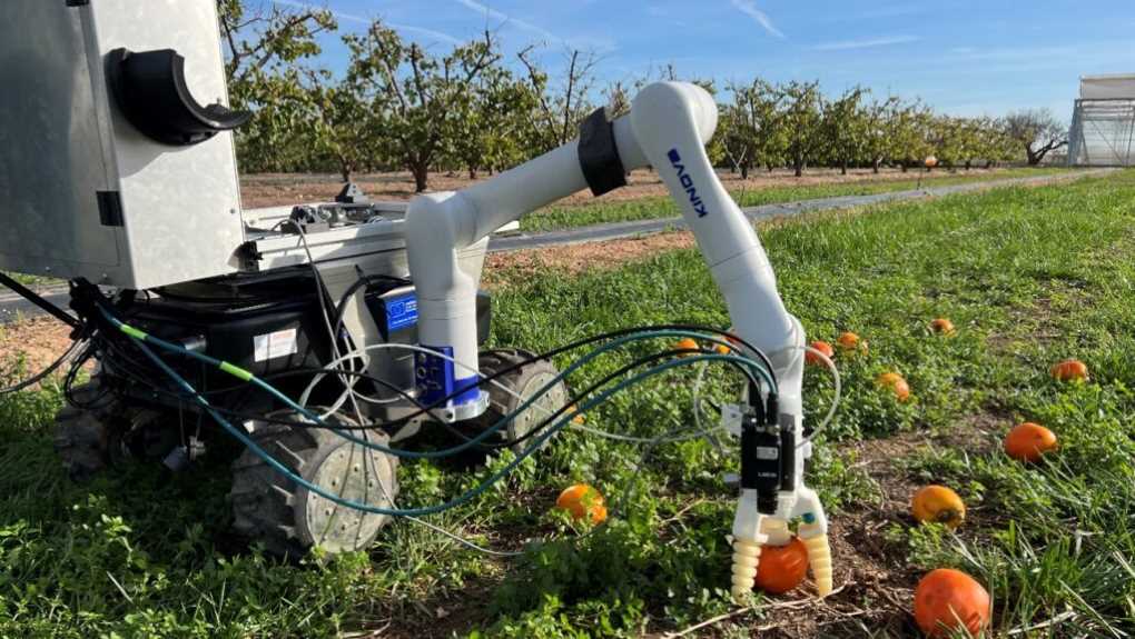 Robots entre frutales para frenar el desperdicio alimentario